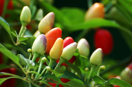 观赏辣椒种植前景效益分析,观赏辣椒品种有哪些？