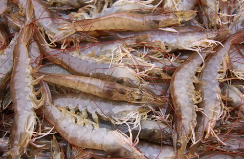 南美白对虾养殖业发展分析，现在养对虾还赚钱吗？