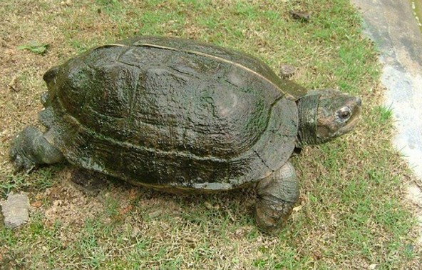 亚洲巨龟的养殖方法