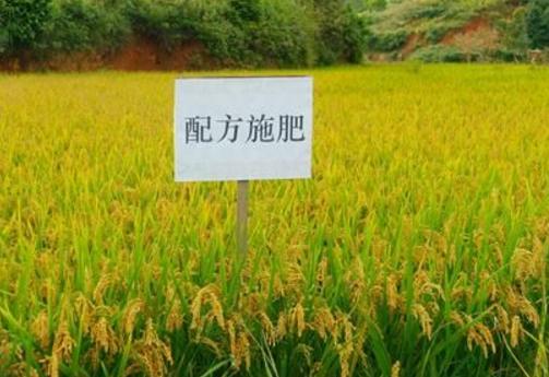 [科技苑]测土配方施肥技术让超级稻、小麦产量创新高油菜收入高