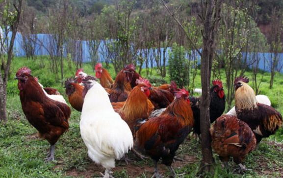 没有尾巴的瓢鸡养殖效益高,怪鸡卖出高价格