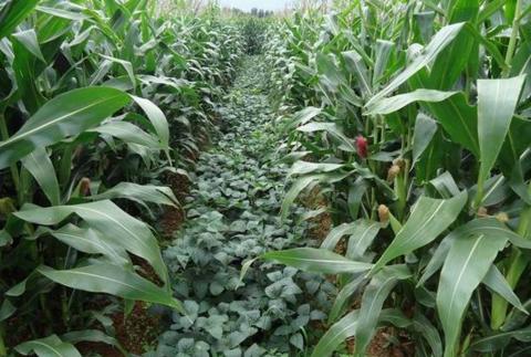 玉米大豆套种一亩地长出两亩产量