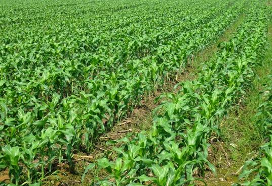 “玉米-香菜-洋葱”间作套种亩收入一万元一年四季都赚钱