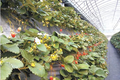 温室大棚后墙种草莓的方法