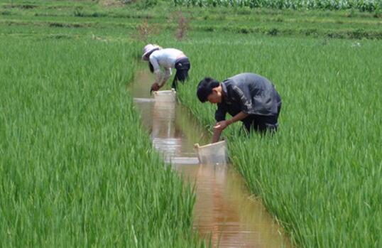 稻田养鱼一亩多收入1000元 农民增收好路子