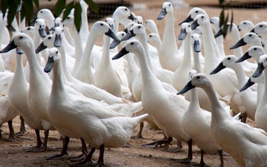 越来越贵的连城白鸭养殖效益高