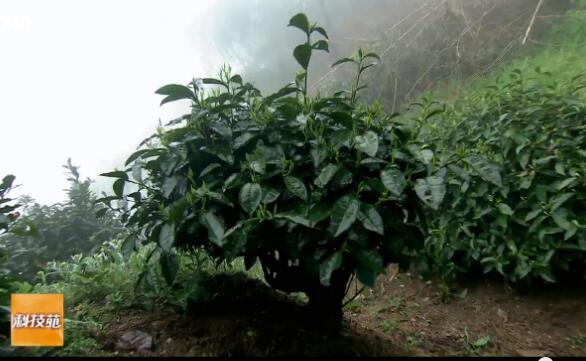 [科技苑]种植小兰花茶采茶炒茶都是为了兰花香