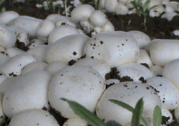 种植双孢菇一棚一年纯收5万元成农村致富好项目