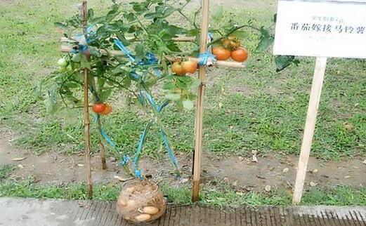 番茄与土豆嫁接 一棚种出两棚菜亩效益提高70%