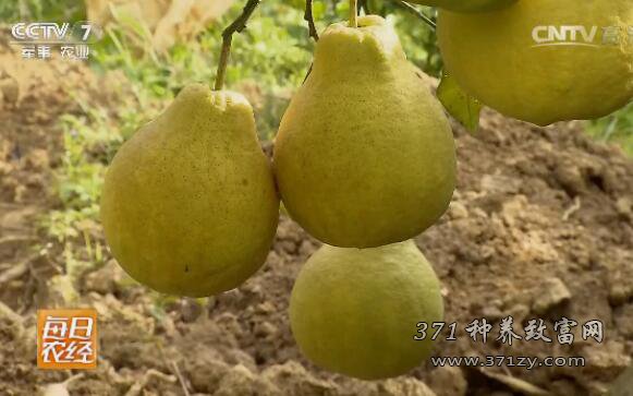 [每日农经]广东梅州金柚全身都是宝 种植沙田柚一亩利润过万元