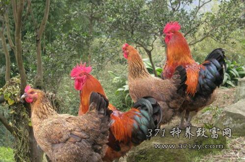 [每日农经]广东清远鸡只养母鸡竟因为它