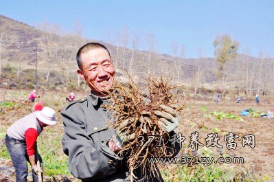 当归种植一亩纯收入8000元 药材种植致富藏乡