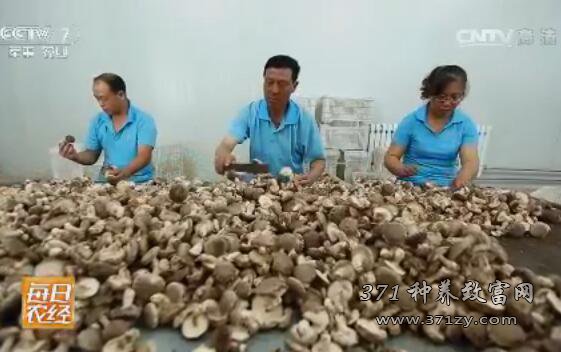 沙棘种香菇亩产收入六万元纯利润达三万元