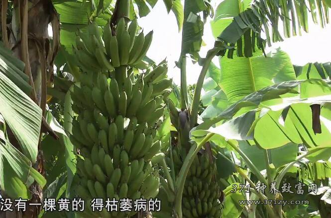 [科技苑]香蕉新品种中蕉9号 十年探索击溃香蕉枯萎病