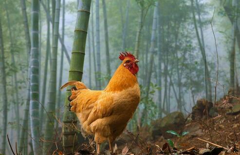 林下散养鸡一亩地养多少只为宜