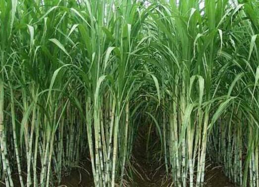 高产高糖的甘蔗品种有哪些每亩地用种量是多少
