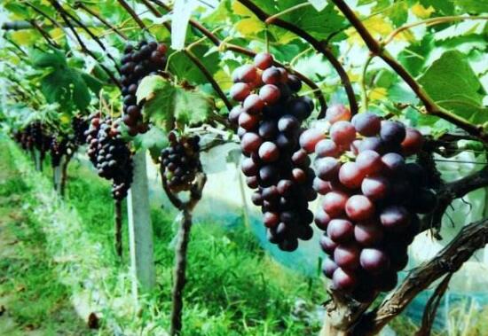 葡萄种植能手黄梅生带村民致富