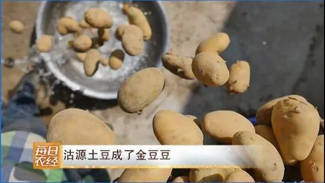 [每日农经]河北沽源土豆成了金豆豆