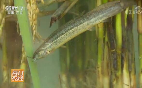 [每日农经]哈尼梯田水稻套养牛蛙和泥鳅效益翻番的秘密