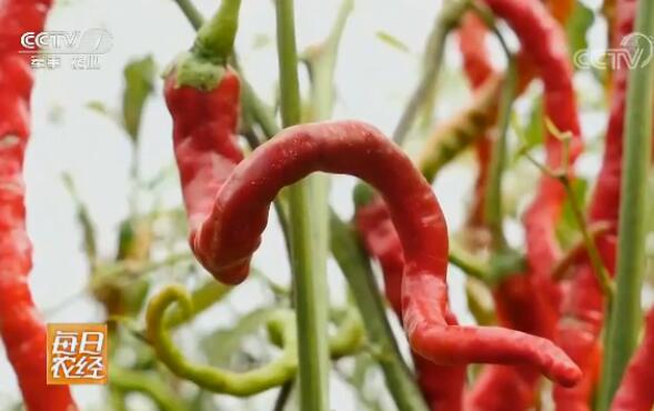 [每日农经]循化线椒种植亩产效益达7000元 火红的辣椒香飘飘