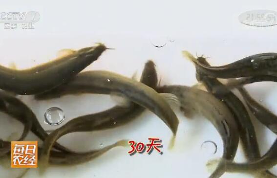 [每日农经]顺应市场养殖台湾泥鳅一亩收入过万元
