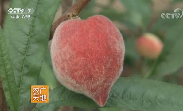 河北滦南张志刚种出2月份成熟的大棚桃，虫灾带来的高价桃！