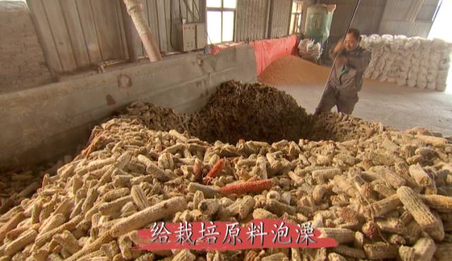 [科技苑]河南鹤张东生种植杏鲍菇产量提高两成有妙招