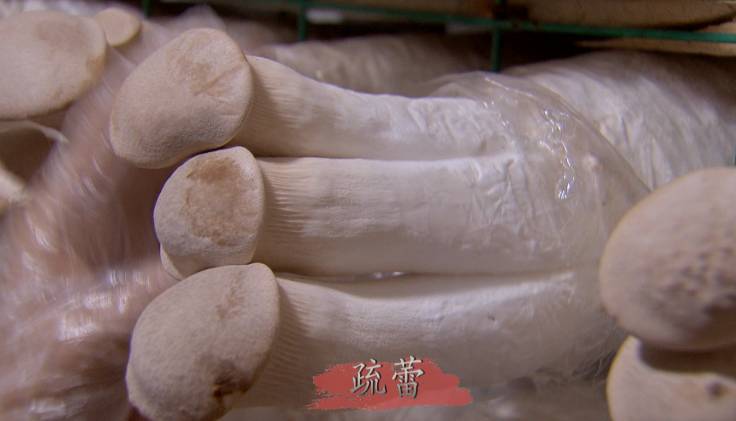[科技苑]河南鹤张东生种植杏鲍菇产量提高两成有妙招