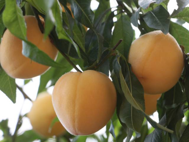 山东寿光郭涛种植黄桃＂不见天日＂的秘密让他每亩收入三万！