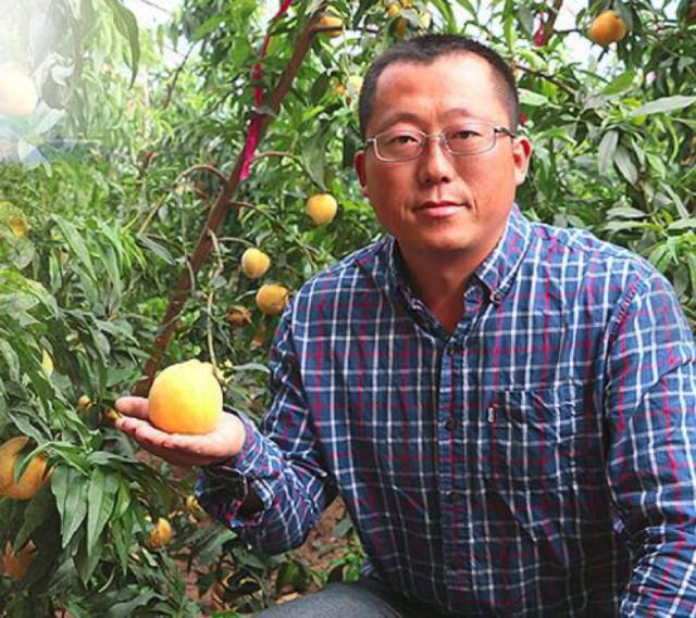 山东寿光郭涛种植黄桃＂不见天日＂的秘密让他每亩收入三万！