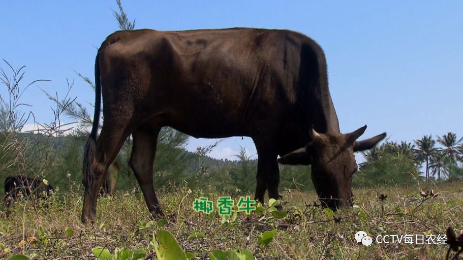 [每日农经]海南椰香牛 放养的“肥牛”效益高