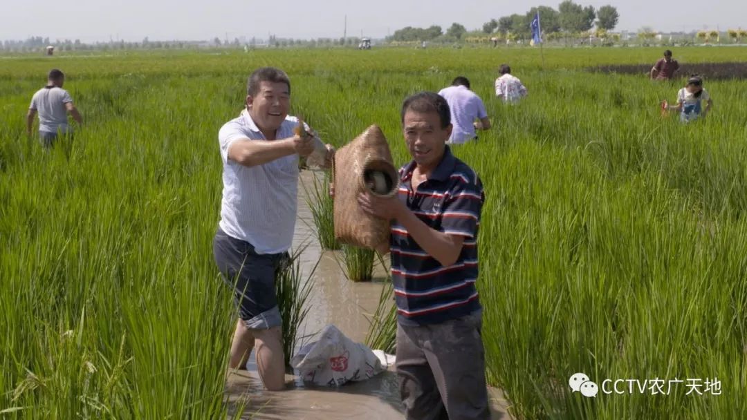 稻渔综合种养 宁夏贺兰县赵建文种植有机水稻年入千万！