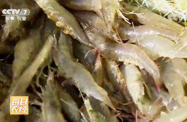 [每日农经]吃丰年虫的盐田虾养殖效益好