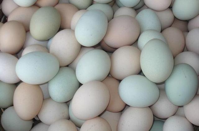 红壳鸡蛋、白壳鸡蛋、绿壳鸡蛋哪个营养价值高？