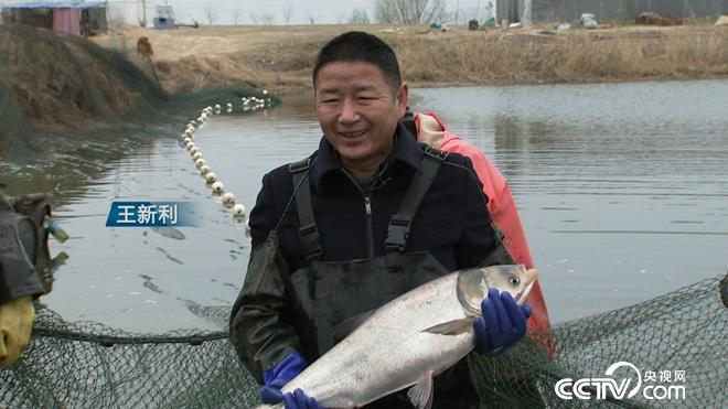 [致富经]王新利古法养殖黄河大鲤鱼一年卖出4000万！