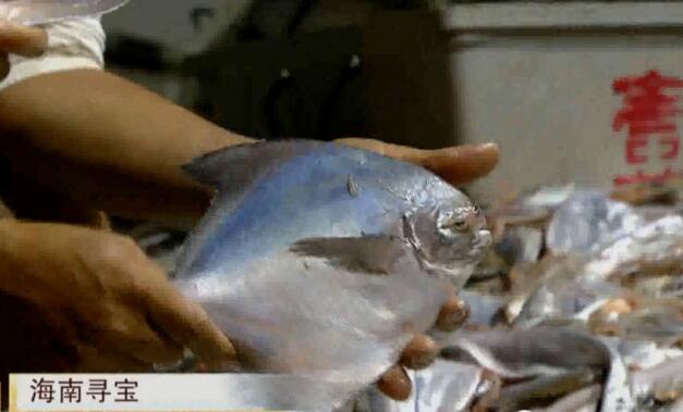 [每日农经探秘南海白鲳鱼 抢手的“三高”鱼
