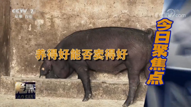 [聚焦三农]特色猪养殖能否“拱出”高效益