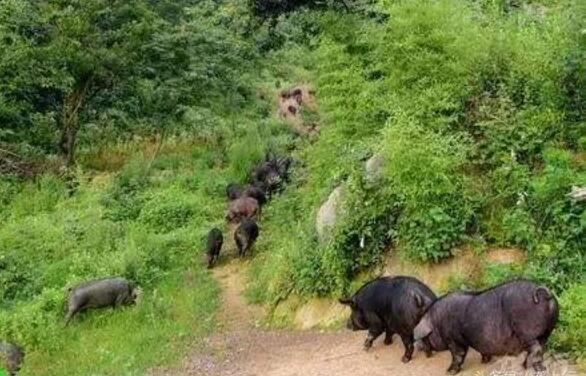 [每日农经]橡果黑猪林下养殖效益好，老道沟里的快乐黑猪！