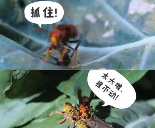 [科技苑]石斛园养马蜂来杀虫，一园两养一举两得！