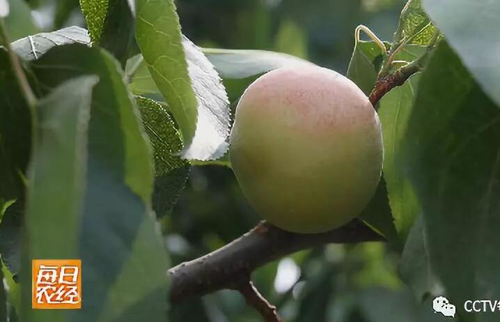 [每日农经]香白杏种植个大不愁卖每公斤20元