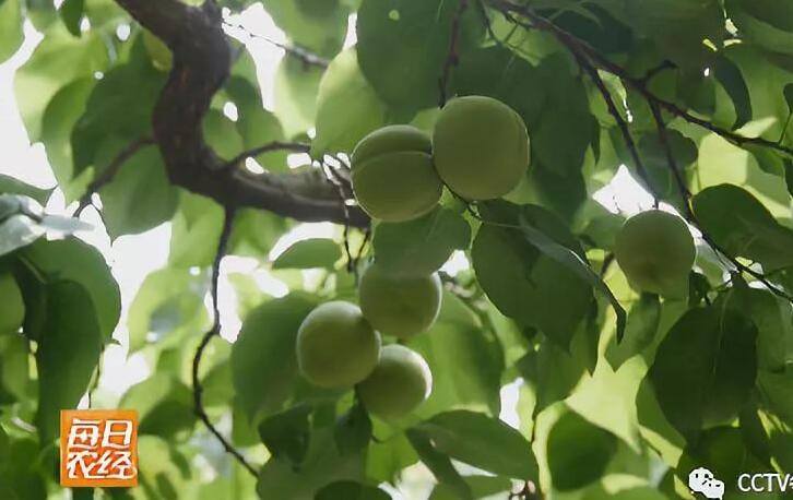 [每日农经]香白杏种植个大不愁卖每公斤20元