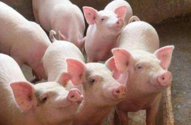 2019猪肉价格南北两重天，养猪散户该何去何从？