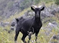 [生财有道]任骏养殖黑山羊：小羊倌创造出的大财富