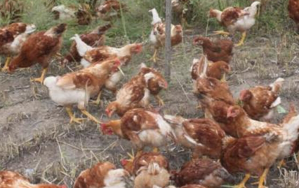 林地散养鸡每亩养殖多少只最适宜