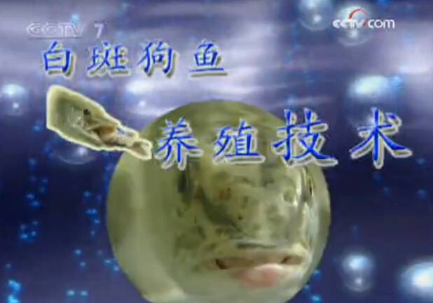 白斑狗鱼养殖技术视频