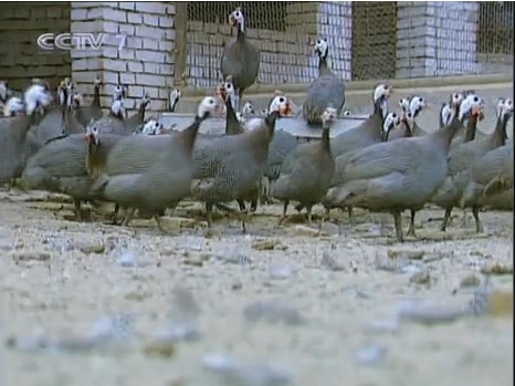 [农广天地]珍珠鸡的人工养殖技术视频