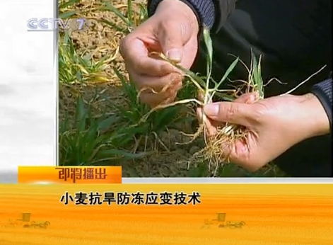 [农广天地]小麦抗旱防冻应变技术视频
