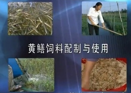 [农广天地]黄鳝饲料配制与使用与蟹饲料高效配制技术