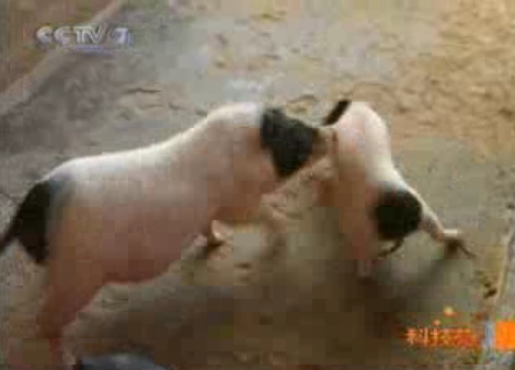 [科技苑养猪]巴马香猪种猪的饲养管理视频