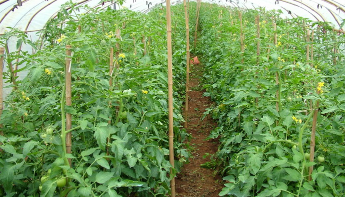 大棚番茄、冬瓜、蒜苗、茼蒿立体栽培效益高